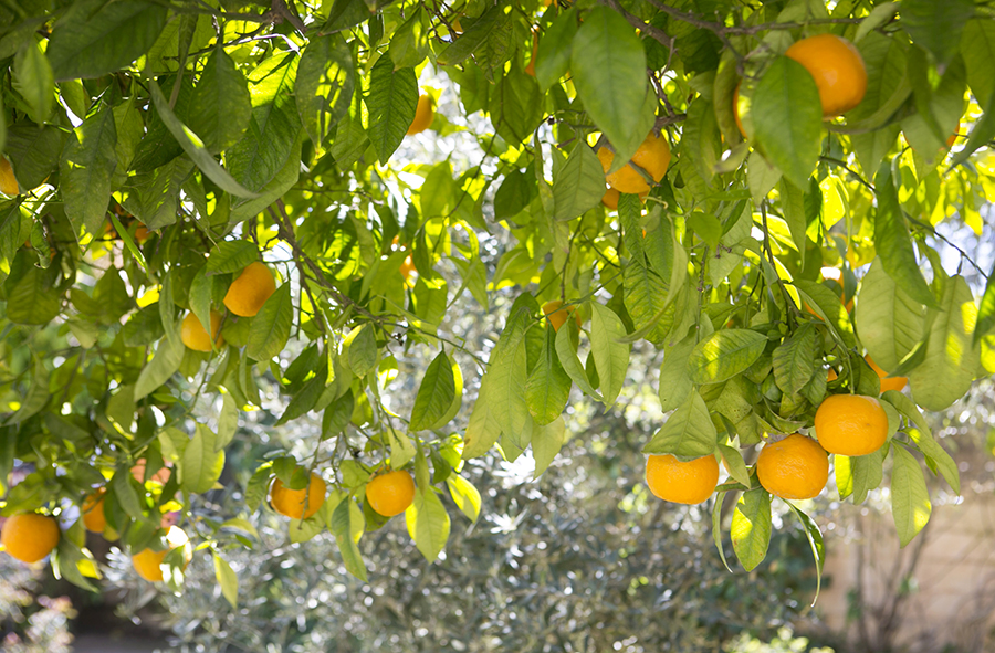 orange tree Morocco 