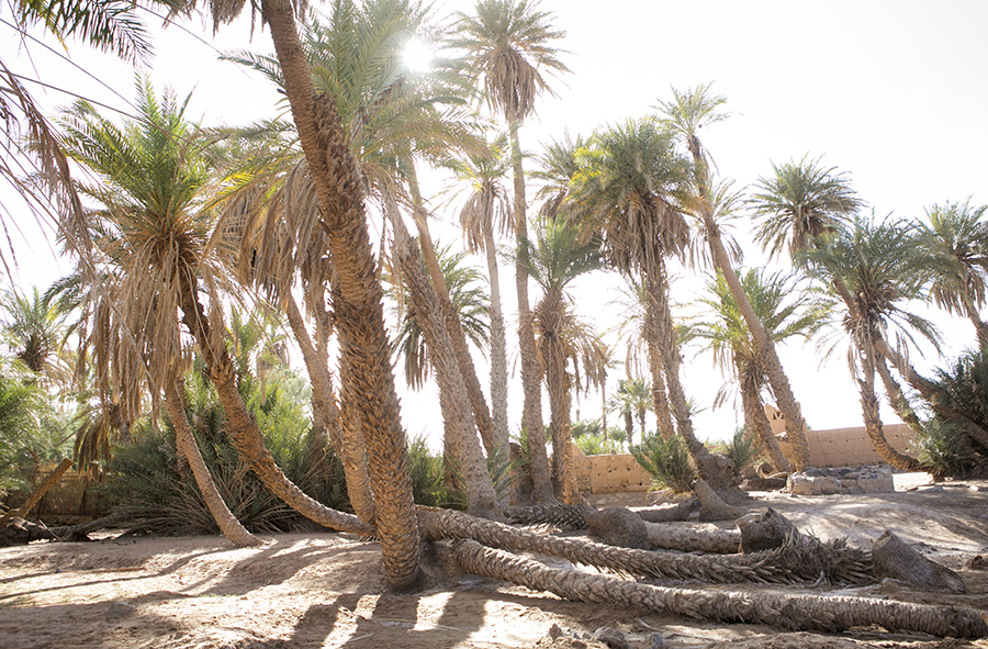 palm trees morocco