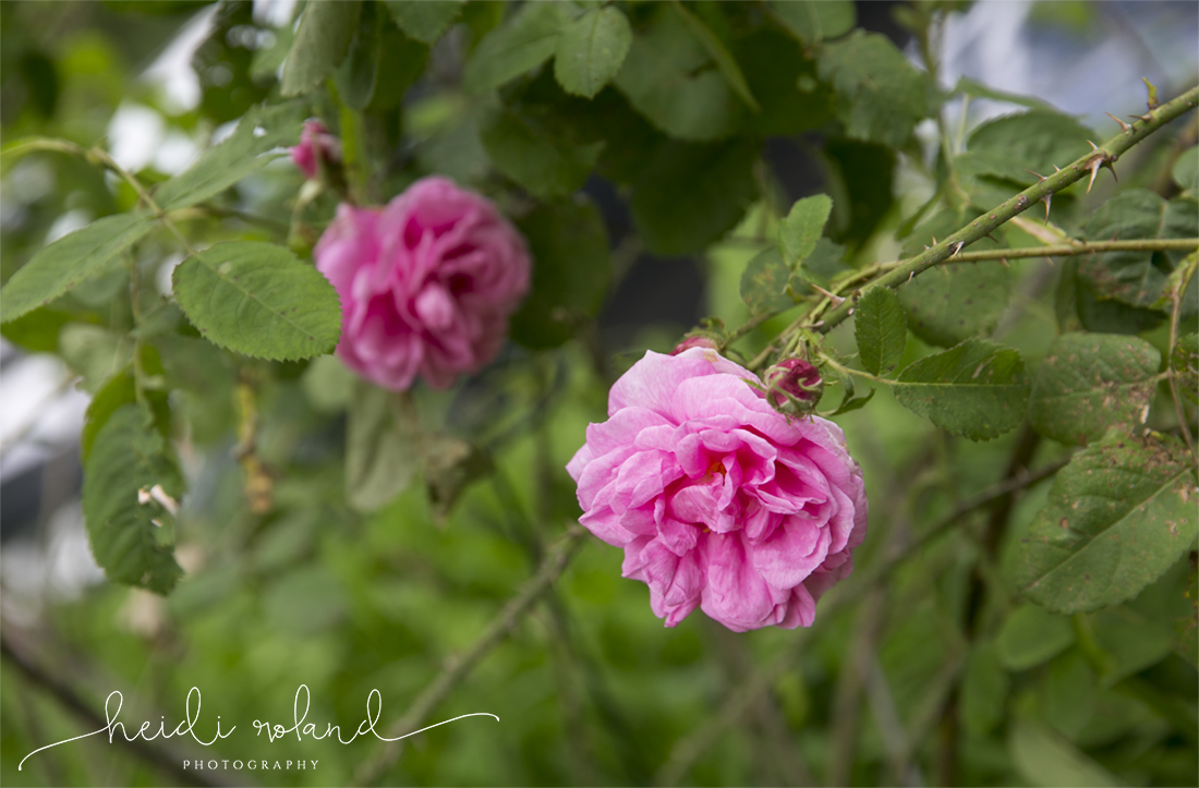 awbury arboretum wedding, garden roses