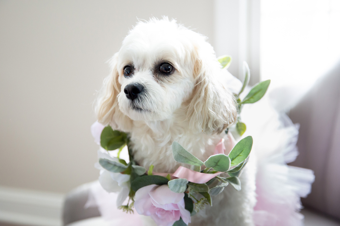 puppy on wedding day with floral outfit