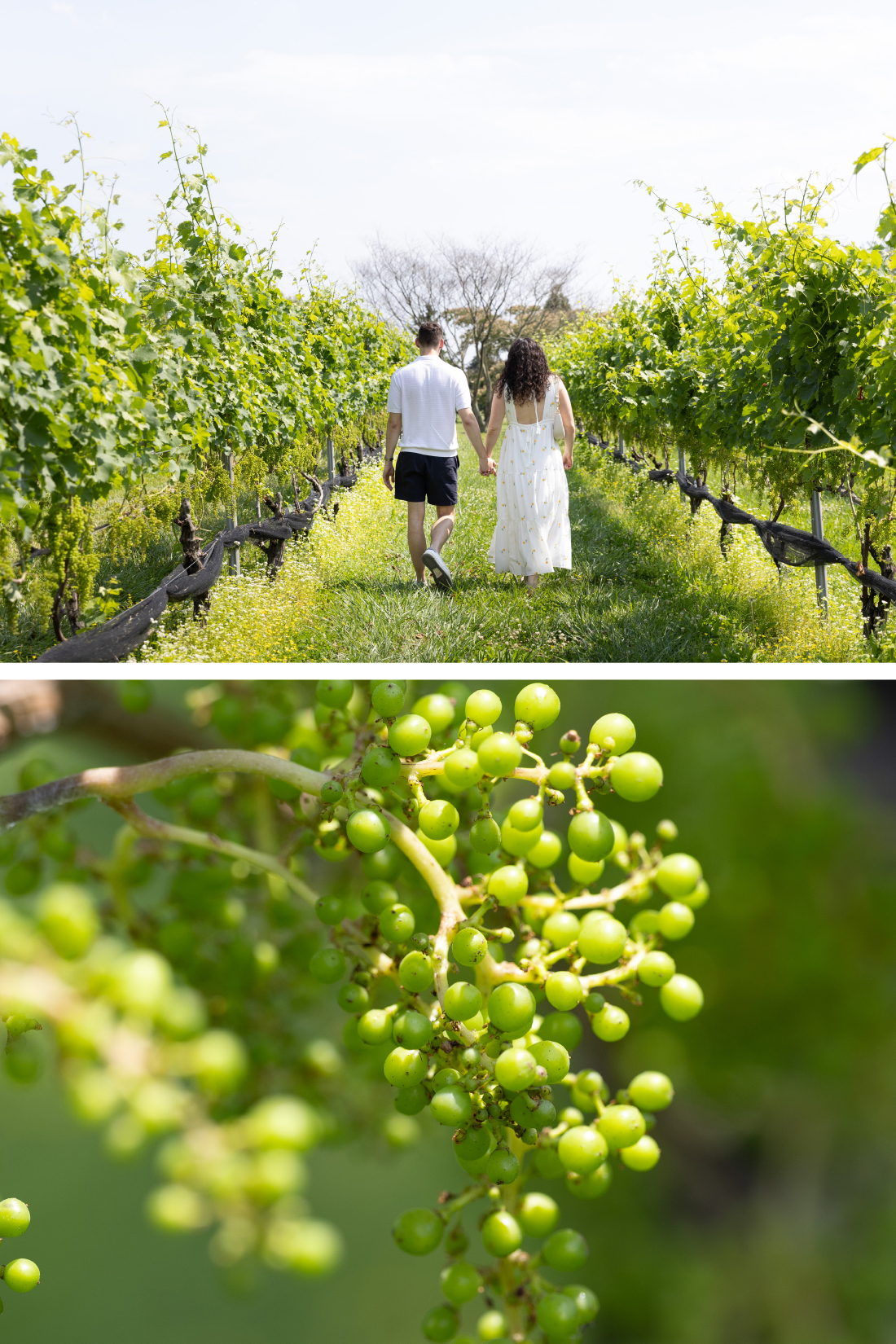 Couple walking in New Jersey Vineyard in summer